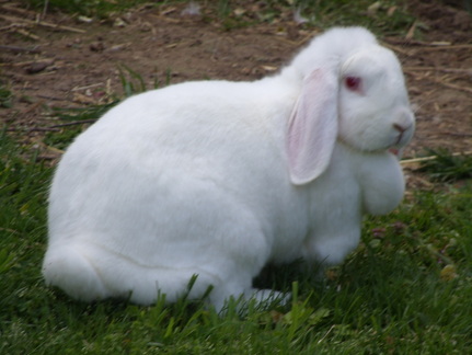 white french lop